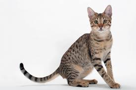 cat picture