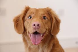 dog picture